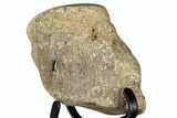Polished Fossil Mosasaur Vertebra w/ Metal Stand - Texas #350969-3